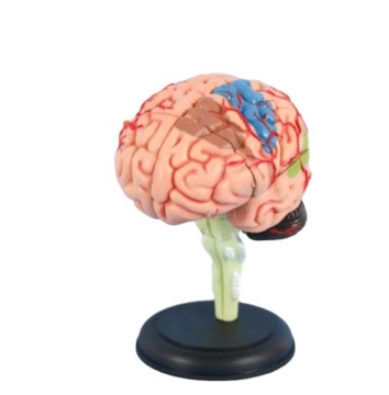 Darhmmy 4D MINE BRAIN MINILOBABLE MINE BRAIN POUR LA MÉDICAL