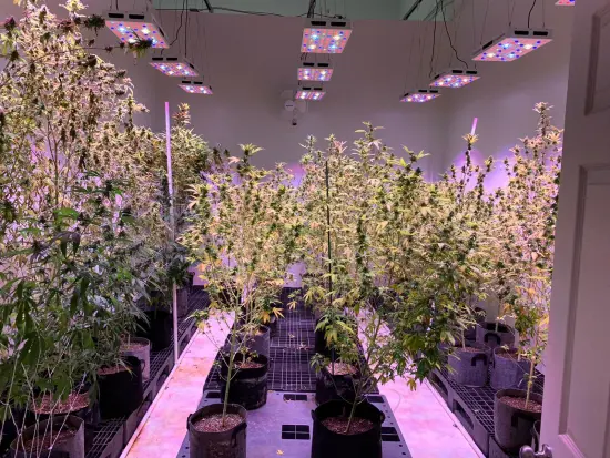 3000w Greenhouses Cob Chips Led Grow Light