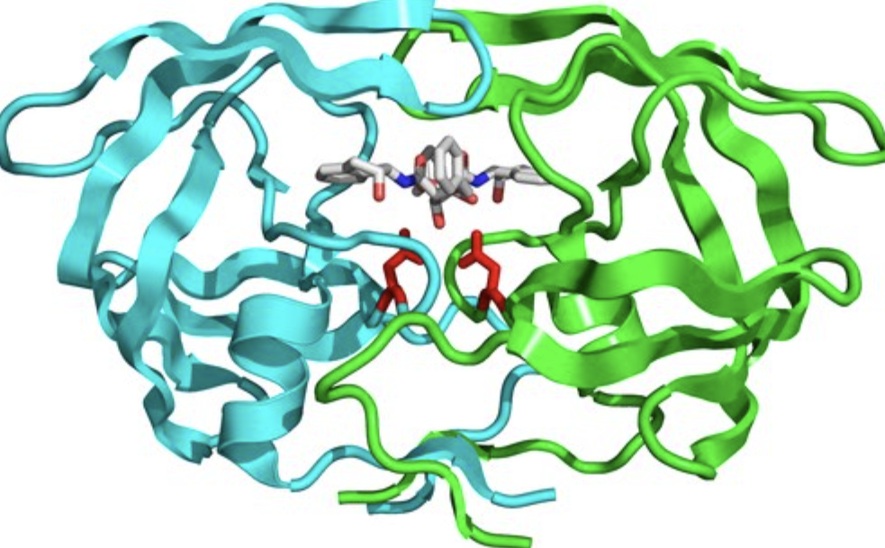 Acidic Protease for Protein Hydrolysis