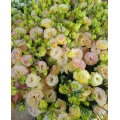 প্রিমিয়াম শ্যাম্পেন Lisianthus তাজা কাট ফুল 75cm দৈর্ঘ্য