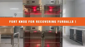 Inpatient Veterinary Care Stainless Steel Cage with Oxygen and Infrared Therapy
