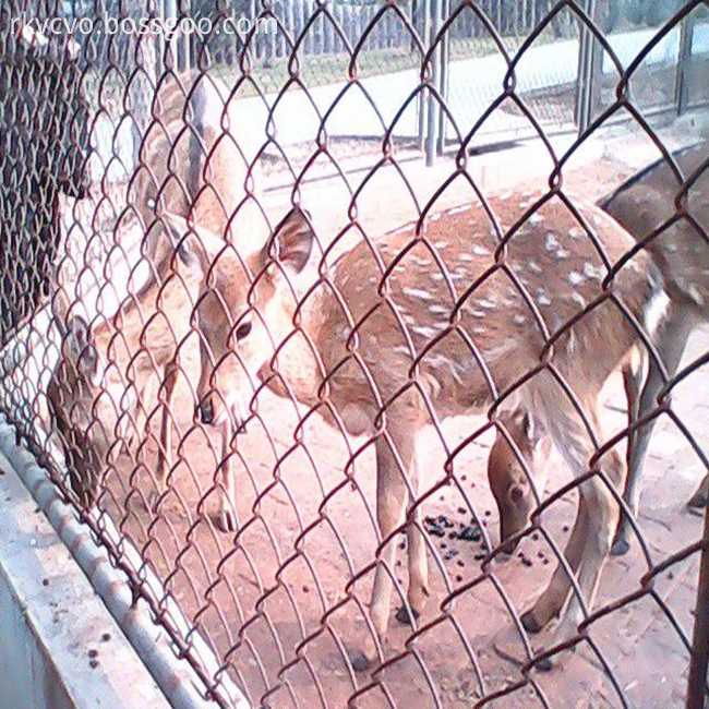 chain link wire mesh01