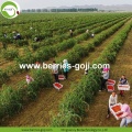 Wholesale Bulk Vitamins Low Pesticide Goji Berry