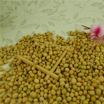 Protein Tinggi Organik Semulajadi Kuning Organik