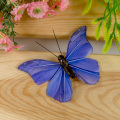 Motyl 3D Craft