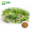 Trà xanh Chiết xuất Trà Polyphenols bột