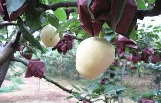 Juicy Yellow Crisp Fresh Pears / Fruit Contains Vitamin A ,