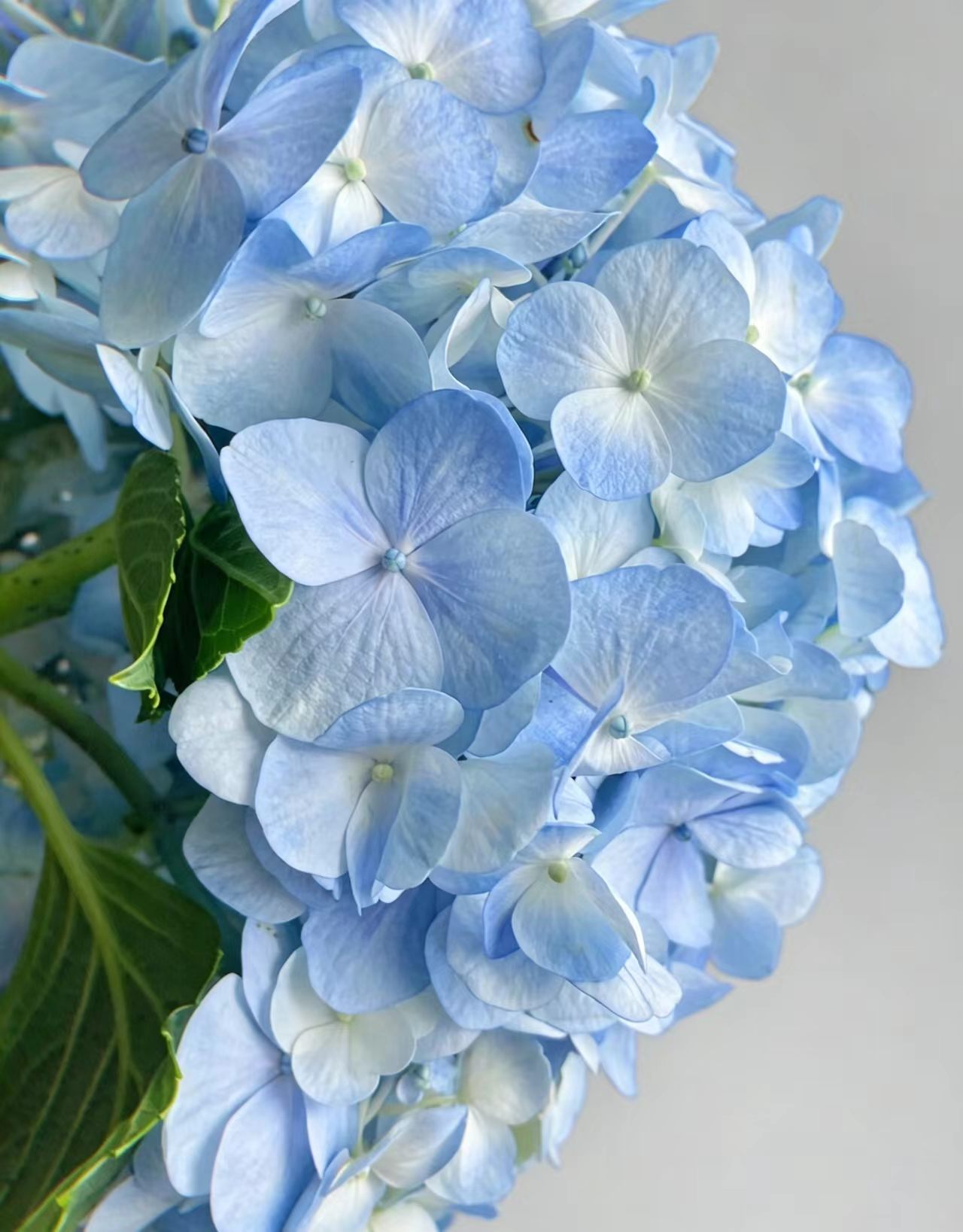 Light blue single Hydrangea