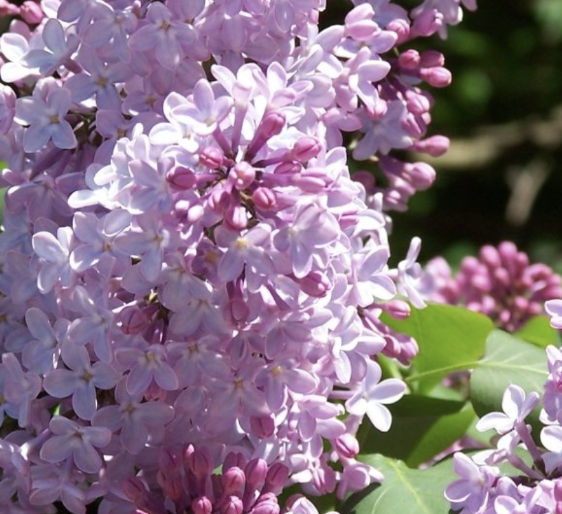 Clove Extract Supplier