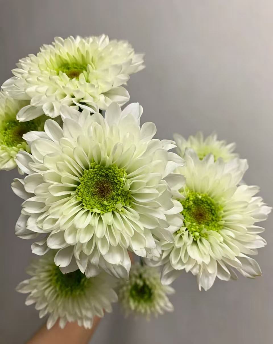 MonaLisa spray white chrysanthemum