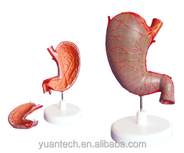 3D -Anatomie -Modell des menschlichen Magens - 2 Teile