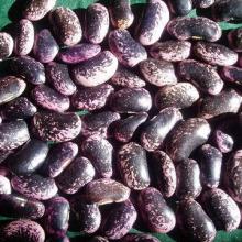 Large black speckled kidney beans, meet European standards