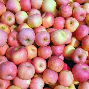 Shandong Red Fresh FUJI Apple