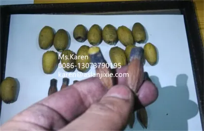 Chinese Jujube Pitting and Deseeding Machine for Red Dates