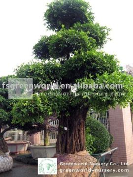 Ficus microcarpa big size
