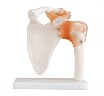 Medical Life-Size Shoulder Joint