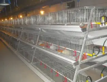 A Type Broiler Chicken Equipment