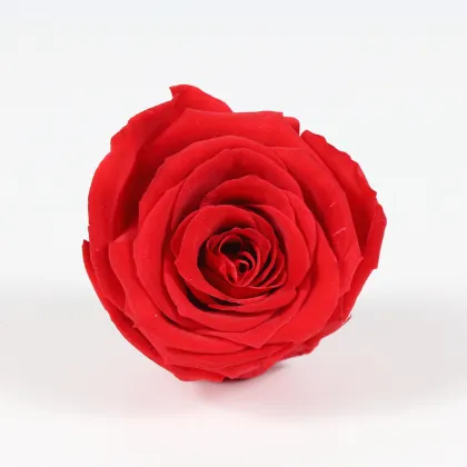 Kunming Freeze Dried Roses 4-5cm Flower Heads