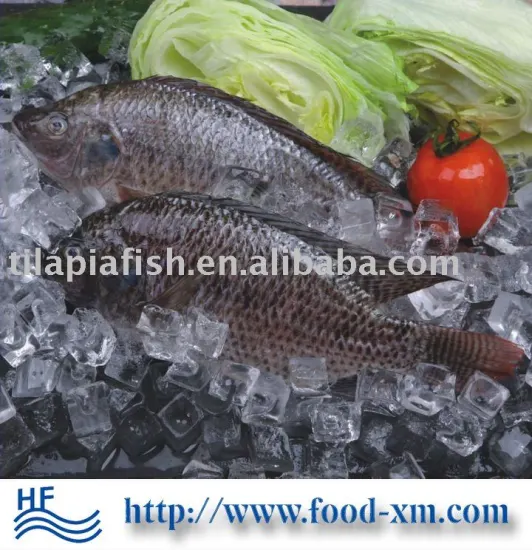 fresh frozen Nile tilapia