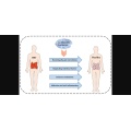 Lacticaseibacillus Rhamnosus Lr05 Funzione nel corpo e benefici nutrizionali per l'organismo Rhamnosus