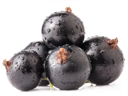 Blackcurrant Extract Powder Natural Antioxidants