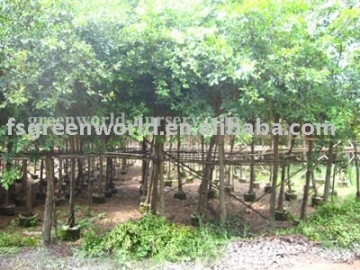 Ficus Nitida potted trees