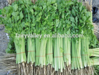 Hybrid high yield celery seeds for growing-Shery