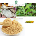 Organic Amorphophallus Extract for Digestive Health and Vitality
