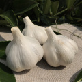 জাল ব্যাগে প্যাকেজ করা তাজা সাদা রসুন