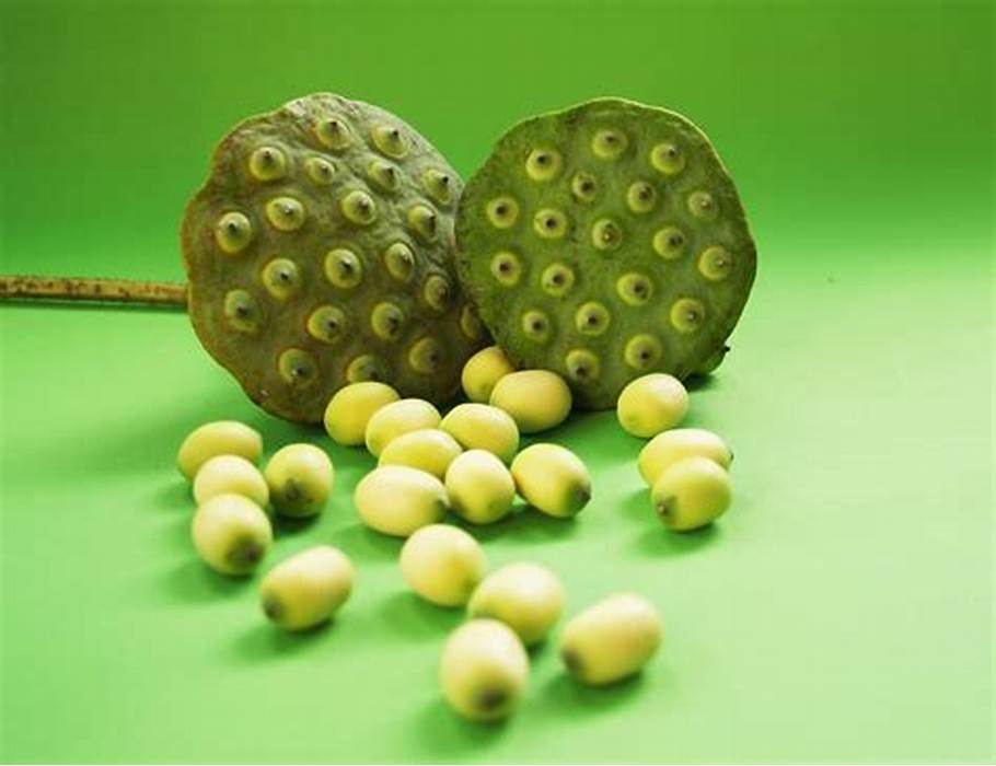 natural lotus seed