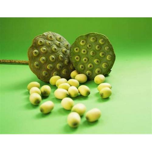 Natural Lotus Seed Extract