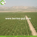 Wholesale Super Food Dried Sweet Goji Berry