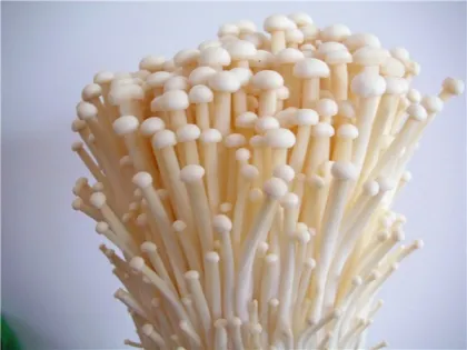 advance nutrients fresh mushroom Enokitake/ Enoki / Golden Needle Mushroom