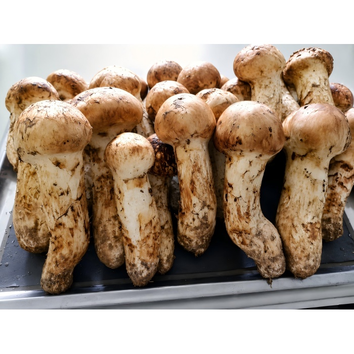 Matsutake, král hub