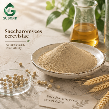 Saccharomyces Cerevisiae Fermentation Yeast Powder