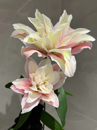 Sara Double Oriental Lily