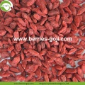 Factory Supply Healthy Nutrition Natural Lycium Chinensis