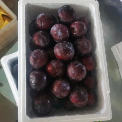 Fresh DeliciousTastyGood Quality Plum