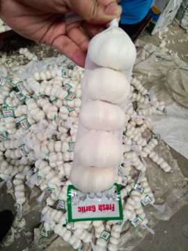 2014 Fresh Garlic