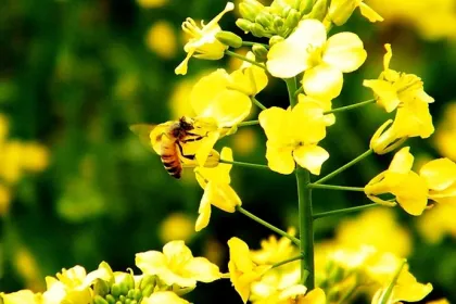 rape seed honey in bulk
