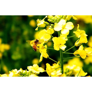 rape seed honey in bulk