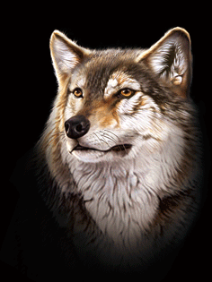 3d Wolf Picture Art 