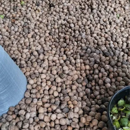 Automatic Walnut Sheller: Nuts Shelling and Kernel Separation Machine
