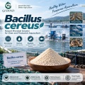 مسحوق Bacillus cereus الميكروبي للزراعة وتربية الأحياء المائية