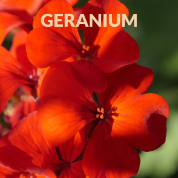 100% Pure and Natural Rose Geranium Essential Oil