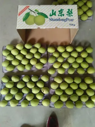 Green pear fruit shandong pear wholesale early su pear exporter
