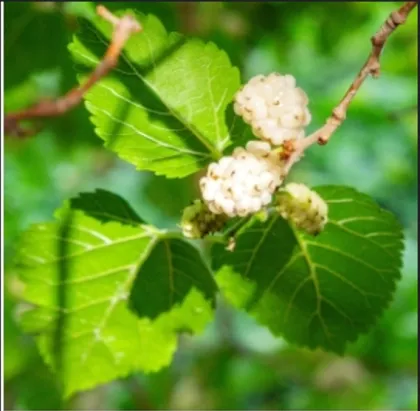 Mulberry leaf extract DNJ