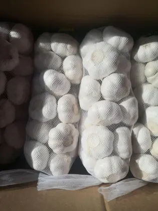 2020 Snow White Fresh Garlic