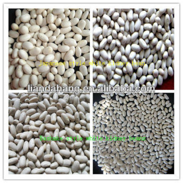 Large White Kidney Beans