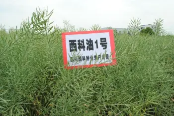 Rapeseed Natural Best Price Wholesale